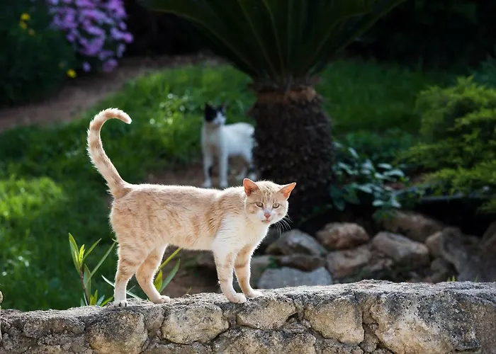 شقة Adelinas' أرغوستولي