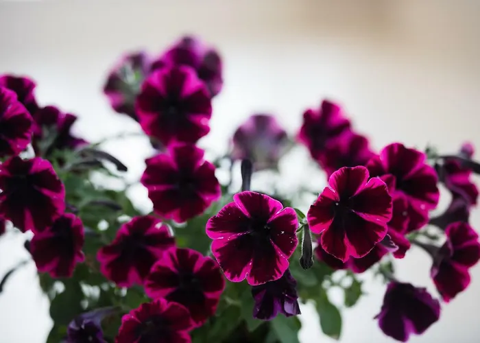 Adelinas' أرغوستولي