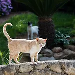 Διαμέρισμα Adelinas' Αργοστόλι