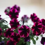 Adelinas' Αργοστόλι