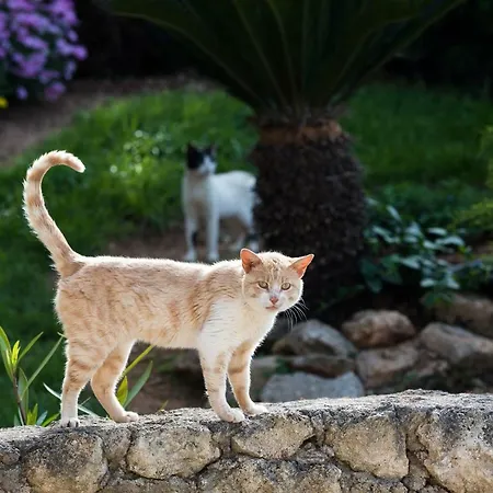 Διαμέρισμα Adelinas' Αργοστόλι